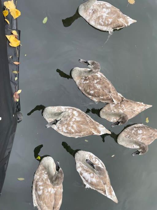 Lovely Canal Boat In Little Venice For Family & Friends London Luaran gambar